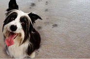 dog with paw prints in carpet